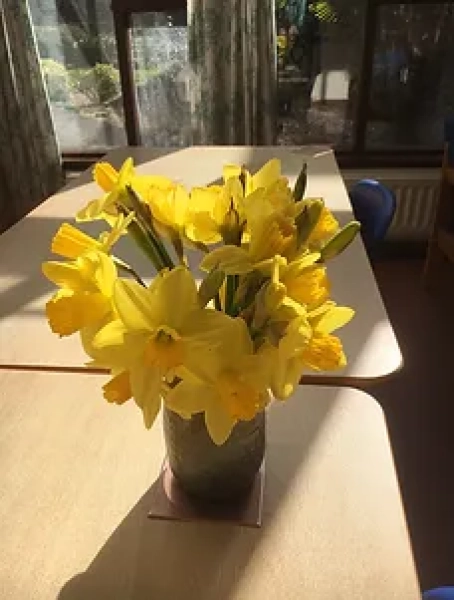 daffodils in vase