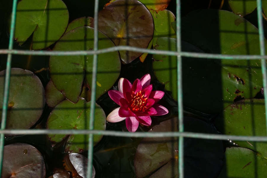 water lilly in pond