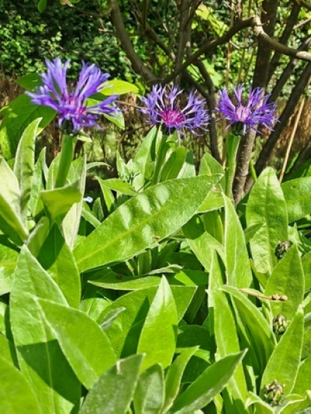 green plant in garden