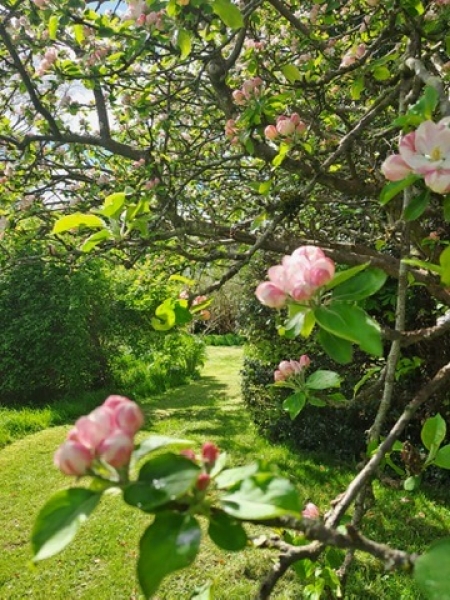 flowers in garden