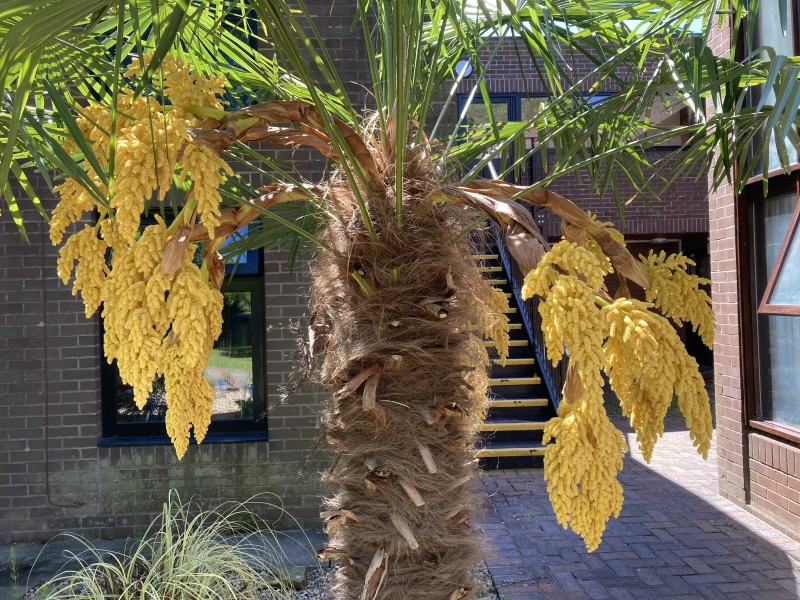 palm tree in garden